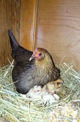 12189162_894566335006_688988149828999169_n