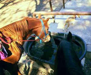 12233296_894576270096_628907057_n