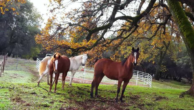 12314239_899725860276_912356898967650182_o