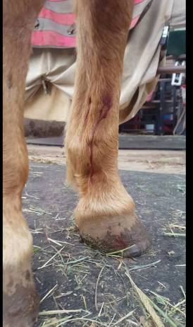 12341517_899168981266_4209069701816216084_n