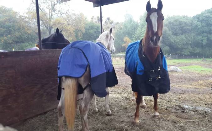 12366183_899879197986_2181428011555858803_o