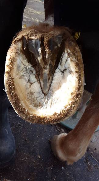 12570989_906671296566_2005327956_n