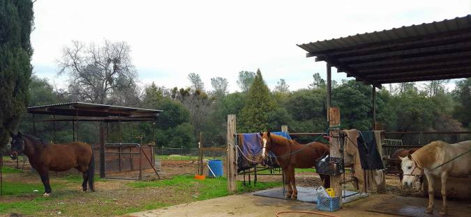 12525622_909831583326_2605571971193138189_o