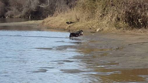 12633522_911889843556_3423242407693300416_o