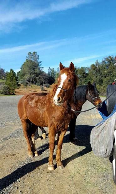 12651003_910948874266_8735866539585683836_n