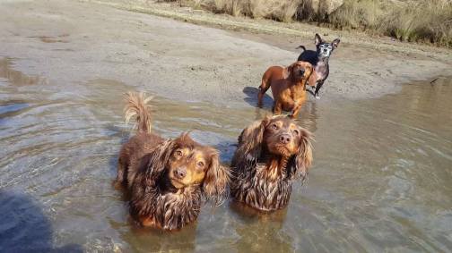 12657869_911889798646_2966271266305351816_o