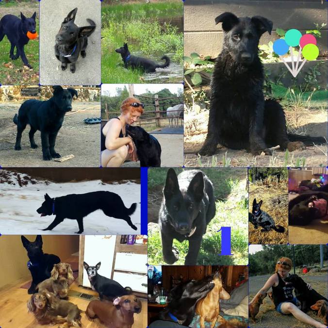 12799261_917799794966_5695242925498897163_n