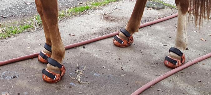 12837327_917776955736_1286083975_o