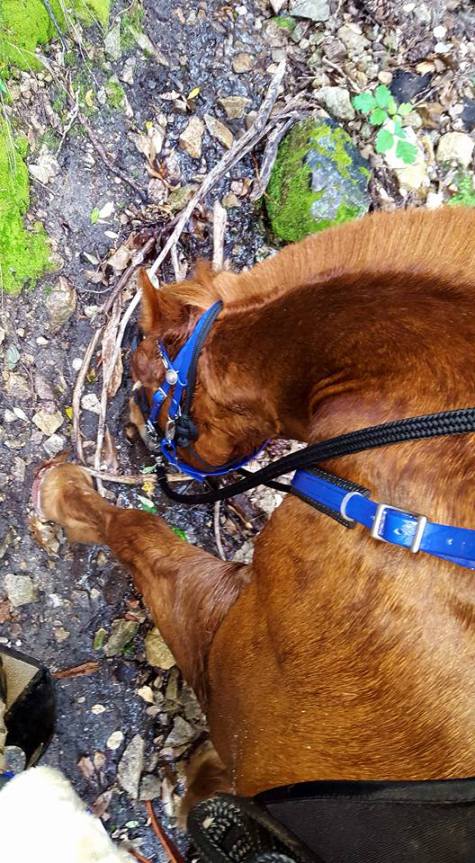 12928419_925214670496_8543942864908294416_n