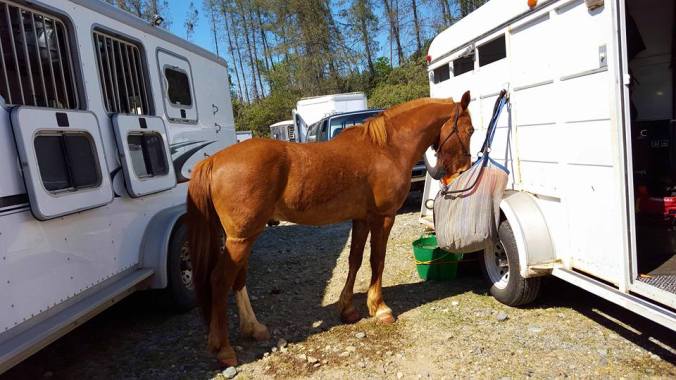 12932705_925214031776_4115788171285248355_n