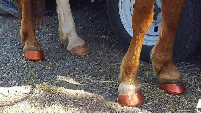 12986829_925932187586_1282222019_o