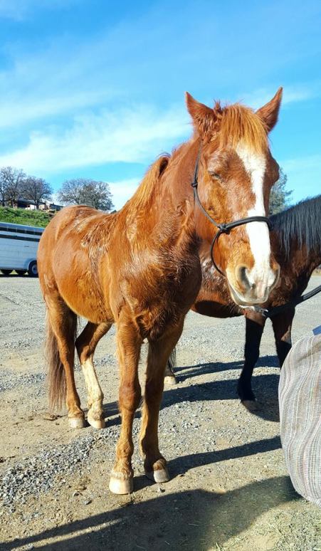 12992245_925922996006_1867316599_n