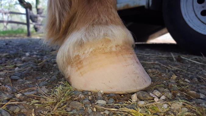 13010044_925932207546_891084178_o