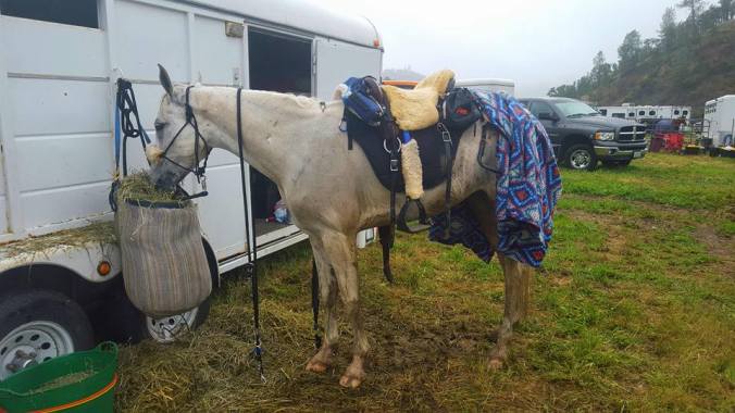 13118948_931575458426_927241897599939584_n