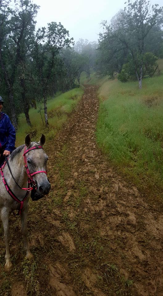 13177627_931575428486_3833707427316504113_n