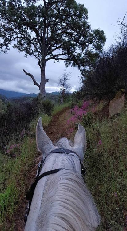 13177693_931575398546_1673297633710299216_n