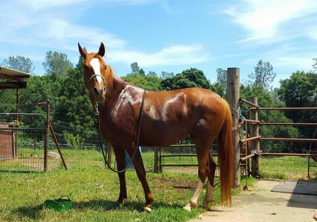 13220922_932332042226_6723164594374208996_n