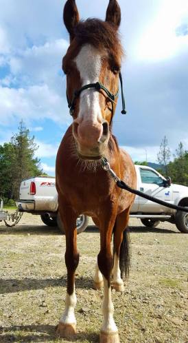 13240038_933104429356_4576848966370687600_n