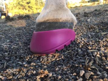 13702352_10208213489988882_1616168851_o