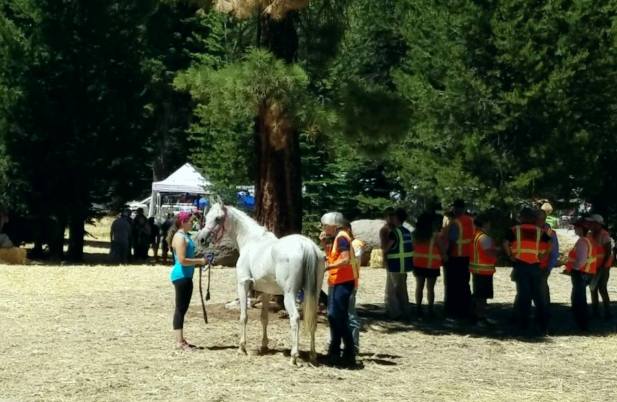 13738080_952209667306_5408832925146852855_o