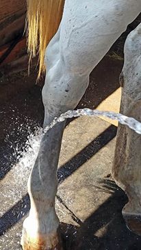 14030686_959354364276_2056174342_n