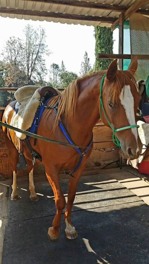 14021497_960169650436_2201169845504672408_n