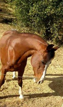 14657346_976557623806_5315996436776407287_n