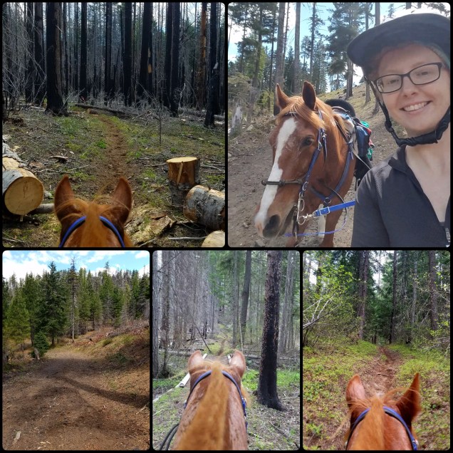 PhotoGrid_1497296792360