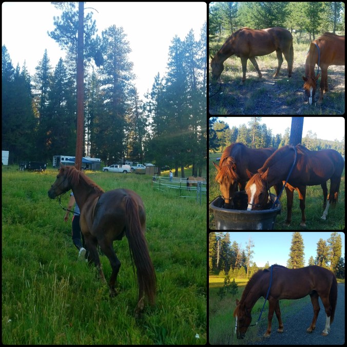 PhotoGrid_1499999154908[1]