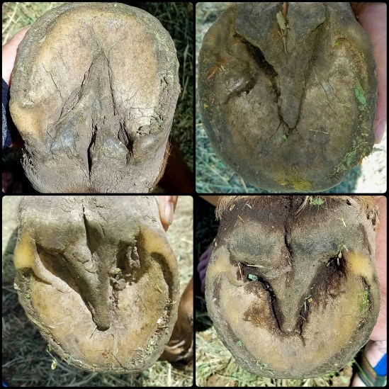 PhotoGrid_1500138102212[1]