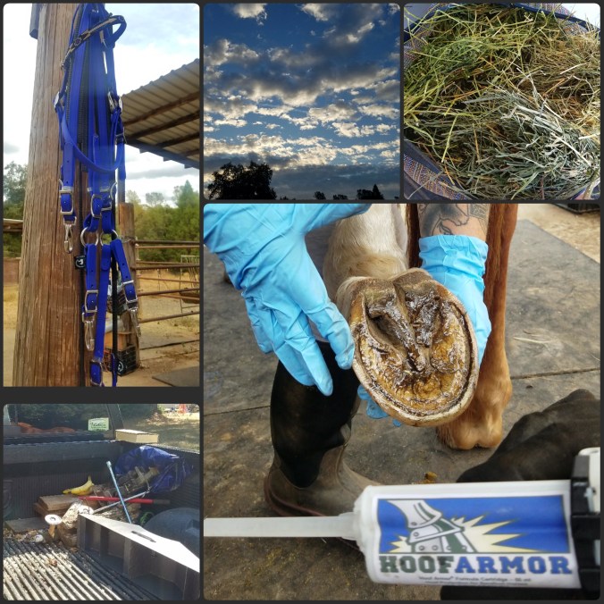 PhotoGrid_1506354621917[1]